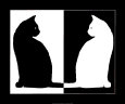 Black and White Cats Kunsttrykk