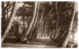 Coconut Lane, Waikiki, Hawaii, 1916 Art Print