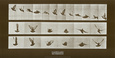 Bird Lámina por Eadweard Muybridge