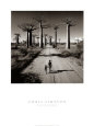 Baobab Trees Posters