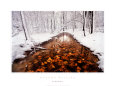 Autumn Passage Art Print by Jim Brandenburg