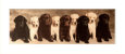 Doggie Line Up