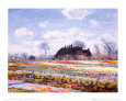 Tulip Fields at Sasenheim Lámina por Claude Monet