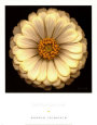Ambiance Art Print by Harold Feinstein