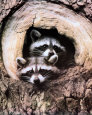 Twin Raccoons