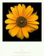 Bliss Art Print by Harold Feinstein
