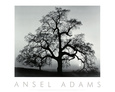 Oak Tree, Sunset City, California, 1932 Kunsttryk af Ansel Adams