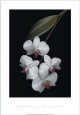 Dames de velours Reproduction d'art par Rosemarie Stanford