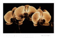 Photographies sépia Posters