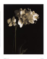 Orchid Study I Kunstdruck von Dianne Poinski