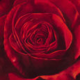 Passione (detail) Reproduction d'art par S. Re