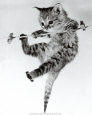 Kitten on a Clothes Line Art Print by Erik Parbst
