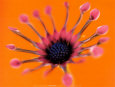 Tourniquet Reproduction d'art par Andy Small
