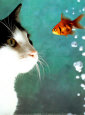 Cat and Fish