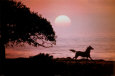 Running Horse At Sunset Poster by Julie Habel
