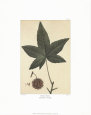 Sweet Gum Lámina por Francois A. Michaux