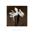 Iris III Lámina por Tom Artin
