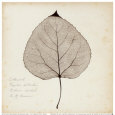 Feuille de peuplier de Virginie Reproduction d'art par Booker Morey