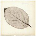 Hoja de caqui Lámina por Booker Morey