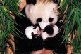 Maman et bébé panda Affiche