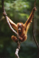 Photographies couleur d'orangs-outangs Affiches