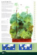 Rainforests