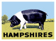 Pigs (Vintage Art) Posters