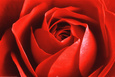 Rose rouge Affiche
