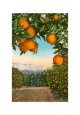 Country Landscapes (Vintage Photography) Posters