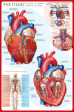 Normal Anatomy of the Human Heart Giclee Print by Nucleus Medical Art