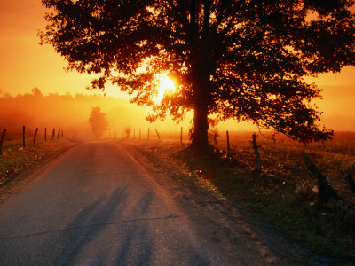 Tree and Road at Sunrise, Cades Cove, Great Smoky Mountains National ...