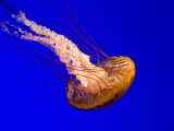 Jellyfish (Photography) Prints at AllPosters.com