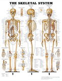 The Skeletal System Anatomical Chart Poster Print Posters The Skeletal System Anatomical Chart Poster Print Posters