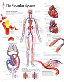 The Vascular System Educational Chart Poster Posters The Vascular System Educational Chart Poster Posters