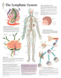 The Lymphatic System Educational Chart Poster Poster The Lymphatic System Educational Chart Poster Poster