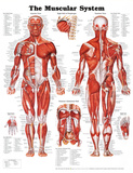 The Muscular System Anatomical Chart Posters The Muscular System Anatomical Chart Posters