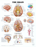 The Brain Anatomical Chart Poster Print Poster The Brain Anatomical Chart Poster Print Poster