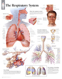 Respiratory System Educational Chart Poster Foto Respiratory System Educational Chart Poster Foto