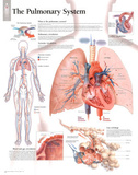 The Pulmonary System Educational Chart Poster Foto The Pulmonary System Educational Chart Poster Foto