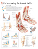 Understanding the Foot and Ankle Educational Chart Poster Posters Understanding the Foot and Ankle Educational Chart Poster Posters