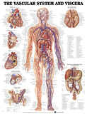 The Vascular System And Viscera Anatomical Chart Poster Poster The Vascular System And Viscera Anatomical Chart Poster Poster