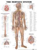 The Nervous System Anatomical Chart Poster Poster The Nervous System Anatomical Chart Poster Poster