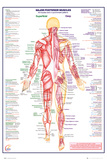 Human Body Major Posterior Muscles Poster Human Body Major Posterior Muscles Poster
